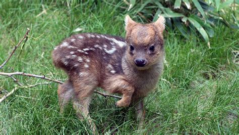 Cute alert! Meet the world's smallest deer species