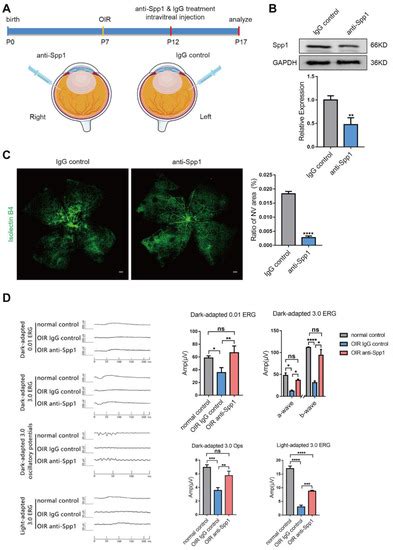 Jpm Free Full Text Microglia Derived Spp Promotes Pathological