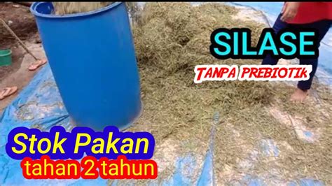 Cara Lengkap Membuat Silase Pakan Ternak Kambing Domba Sapi Bagi