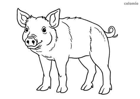 Farm Animal Coloring Pages Pig