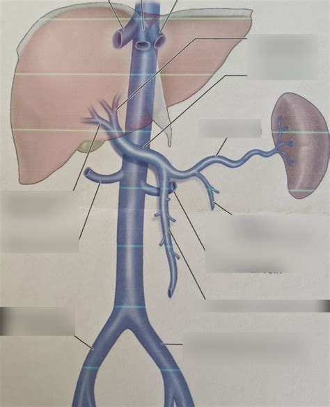 Inferior Vena Cava Diagram Quizlet