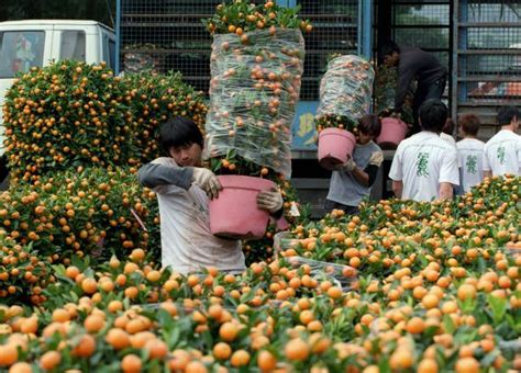 DATA 10 Daerah Penghasil Jeruk Terbesar Di Indonesia