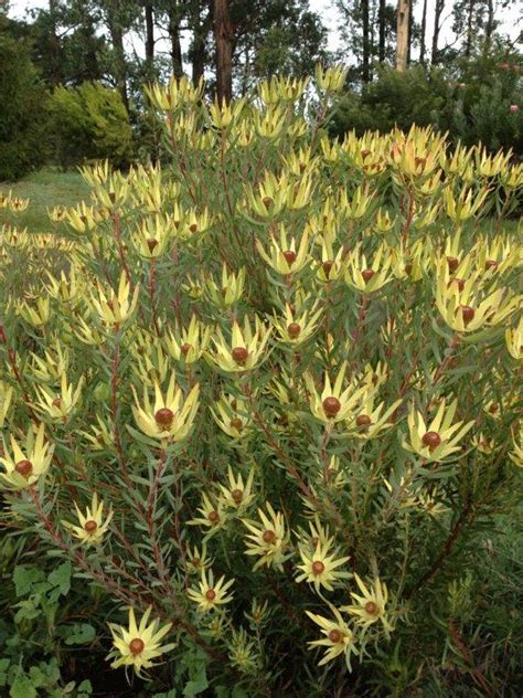 Leucadendron Salignum Royal Ruby Plant Select