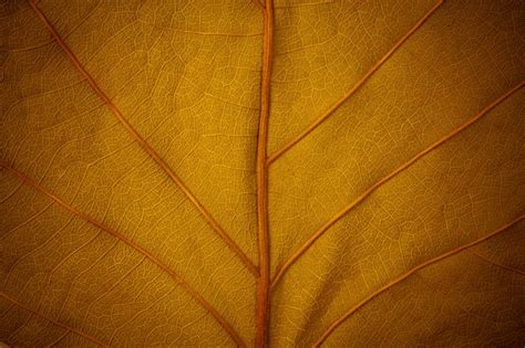 Premium Photo | Golden leaf background