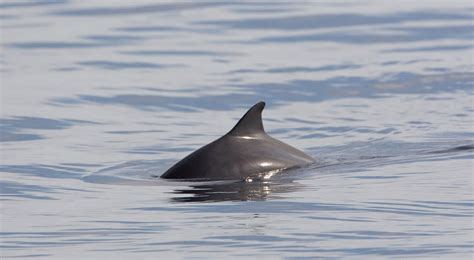 Dwarf sperm whale - Whale & Dolphin Conservation USA