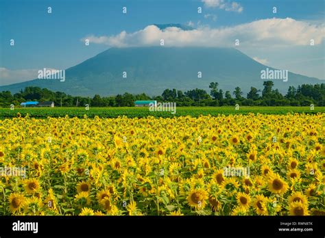 The beautiful Mount Yotei with sunflower blossom at Hokkaido, Japan ...