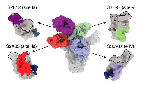 An Antibody That Broadly Neutralizes SARS CoV 2