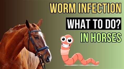 Equine Parasites Worm Infection In Horses Youtube