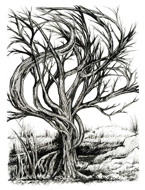 Twisted Tree Drawing By Danielle Scott Fine Art America