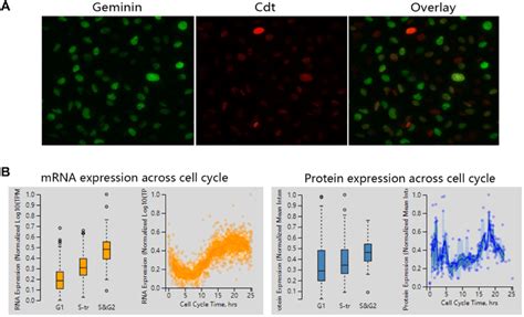 The Expression Of Top2a Across Cell Cycle A Staining In Cancer Cell Download Scientific