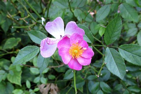 Le Jardin De La Belle Allemande Baronne Samedi