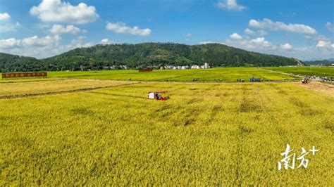 鱼儿跃、稻满仓、瓜果香又是一年好“丰”景南方网