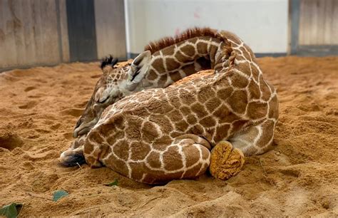 How is the giraffe tower at the NC Zoo adjusting to the baby? | FOX8 WGHP