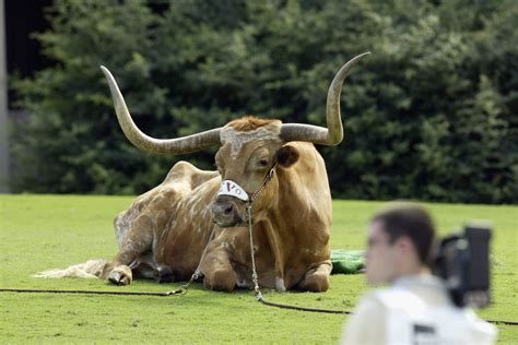 Texas Longhorn Mascot Bevo Xiv Dead 5 Fast Facts