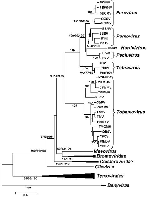 Phylogenetic Tree Of The Amino Acid Sequences Of The Fused Methelrdrp