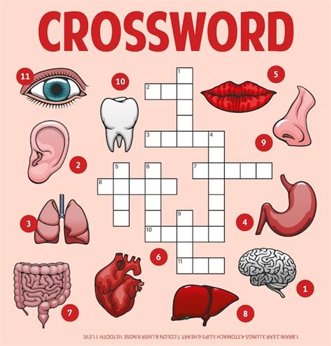 Premium Vector Human Body Parts Organs Crossword Grid Worksheet