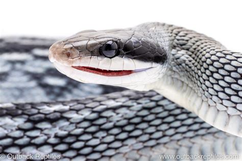 Vietnamese Blue Beauty Snake 3 Outback Reptiles