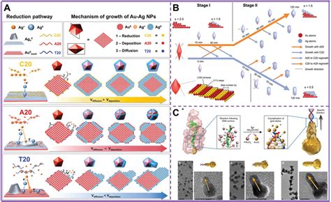 A Various DNA Sequences Influence The Shape Of AuAg Coreshell NPs