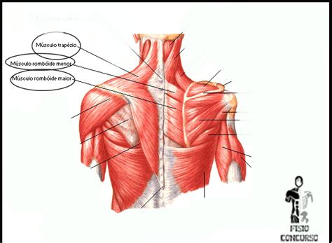 Cinesiologia C Ngulo Do Membro Superior Part I Trap Zio Fisio