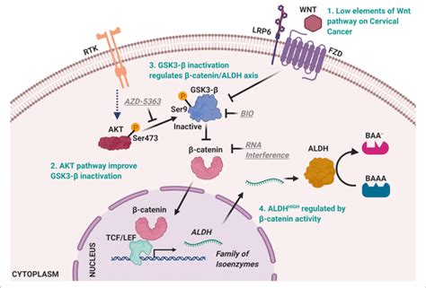 Model Of Aldh High Cells Regulatory Mechanisms In Cervical Cancer