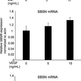 Suprabasin SBSN Expression After Growth Factor Treatment NEC Were