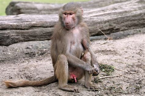 Close up of sitting baboon — Stock Photo © EBFoto #127971458