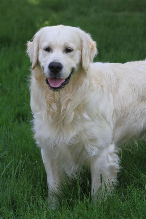 Chien Golden Retriever Rocky des Légendaires Nahauri