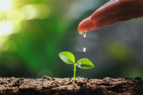 Hand Watering To Small Tree With Sunshine Earth Day Eco Concept