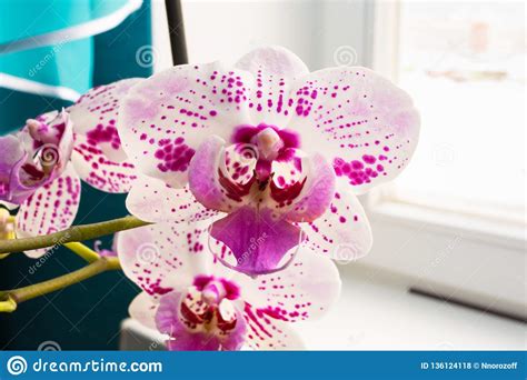 White Pink Phalaenopsis Or Moth Dendrobium Orchid Flower In Winter Or