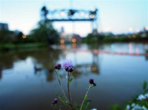 Eagle Viaduct And Thistle Photocentric