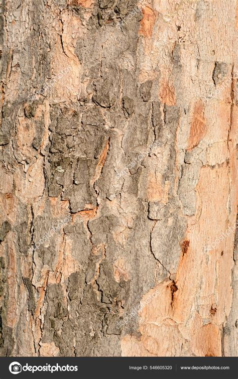 Acer Saccharinum Bark