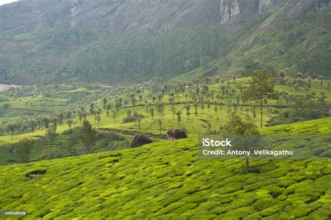 tea plantation  munnar india stock photo  image