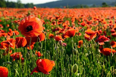 Experts explain trending social phenomenon tall poppy syndrome