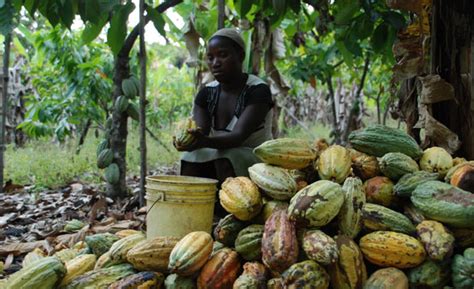 Gender Inequality in Cacao Farming | Chocolate Connoisseur Magazine