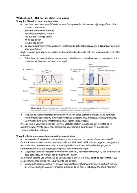 Werkcollege Orgaansystemen Antwoorden Uu Studeersnel