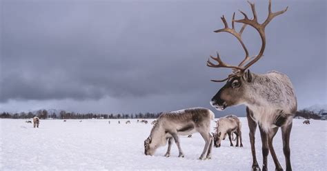 Reindeer Consonants Quiz