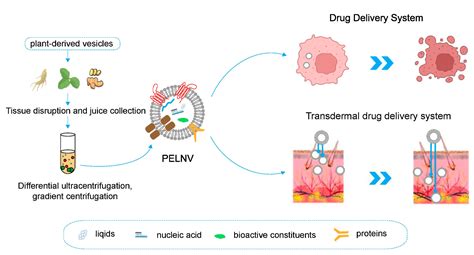 Bioengineering Free Full Text Plant Exosome Like Nanoparticles As