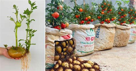 How To Grow Tomato Tree From Potato The Secret Between Tomatoes And Potatoes Is Revealed