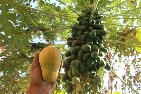 How This Farmer Earns 20 Lakhs From 3 Acres Organic Payaya Farm A Sucess Story Of Organic Fruit