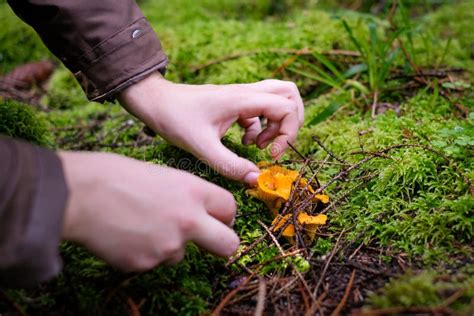 Wild Golden Chanterelle Mushrooms In The Forest Mushroom Picking Stock