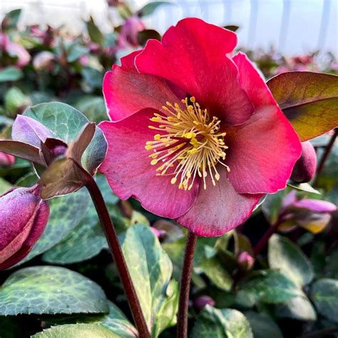 Helleborus Annas Red From Babikow Wholesale Nursery