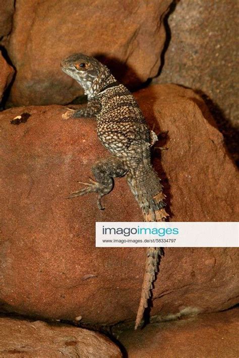 Madagaskar Leguan Madagaskarleguan Grosser Madagaskar Leguan Grosser