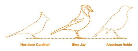 Blue Jay (Cyanocitta cristata) Dimensions & Drawings | Dimensions.com