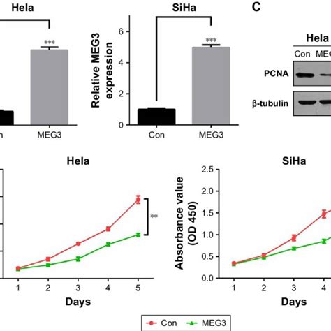 Lncrna Meg3 Inhibits Cell Survival Of Cc Cells Notes A Expression