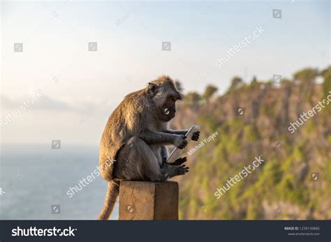 Monkey phone Images, Stock Photos & Vectors | Shutterstock