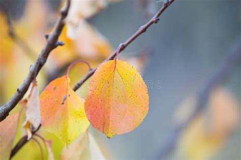 Autumn Pastel Leaves Background Stock Image - Image of colorful, layout ...