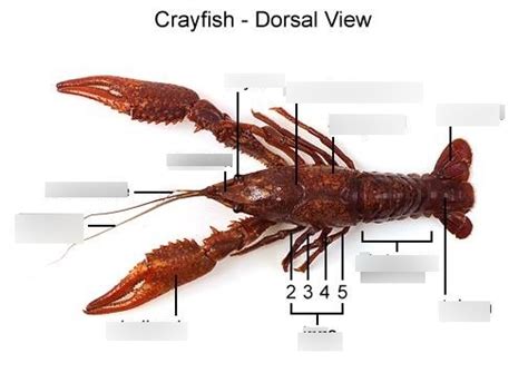 crayfish dissection Diagram | Quizlet