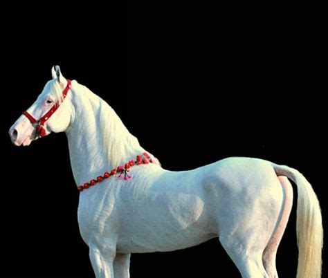 17 Nukra ideas | horses, marwari horses, white horses