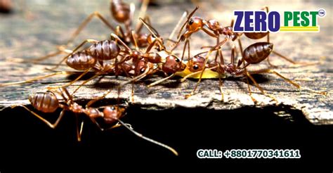 Ant Control Zero Pest Most Professional Pest Control Services