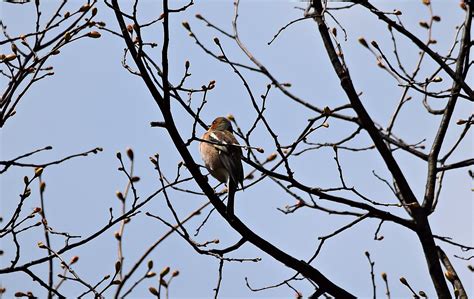 Rbol P Jaro Naturaleza Foto Gratis En Pixabay